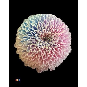 Chr S Dusty Bubblegum