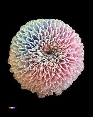 <h4>Chr S Dusty Bubblegum</h4>