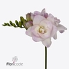 Freesia do rosario