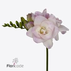 Freesia do rosario
