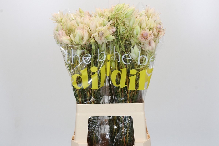 <h4>Blushing Bride 4/6 Flowers</h4>