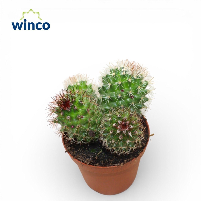 <h4>Mammillaria Spinossisima Group (Flowering)</h4>