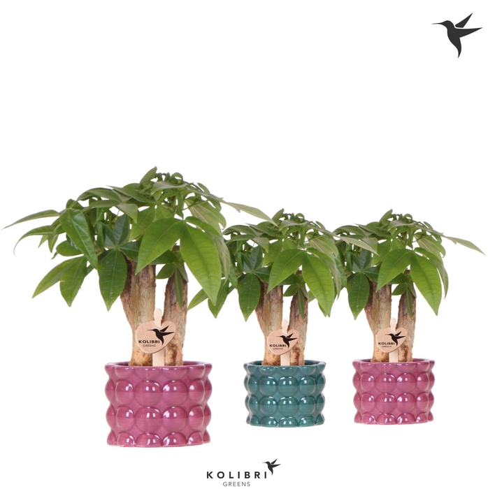 <h4>Kolibri Greens Pachira in Cotton pot green mix</h4>