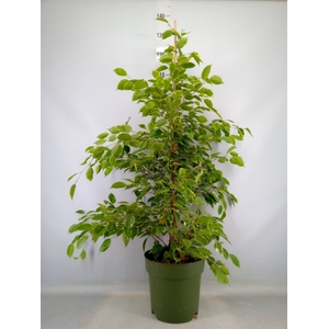 Ficus benja. 'Golden King'