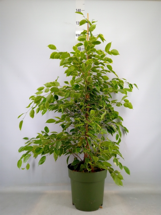 <h4>Ficus benja. 'Golden King'</h4>