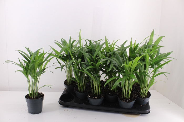 <h4>DYPSIS LUTESCENS</h4>