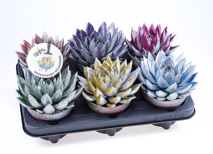 <h4>Echeveria  'Miranda'</h4>