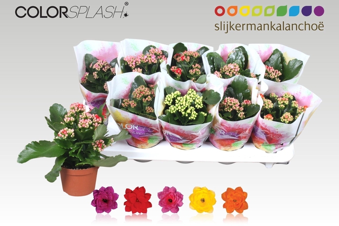 <h4>KAL GE GEM 5 KL</h4>