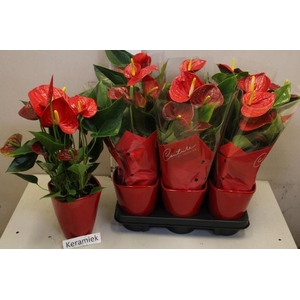 ARR ANTHURIUM