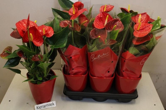 <h4>ARR ANTHURIUM</h4>