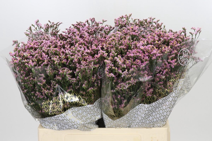 <h4>Limonium sinensis Blush Diamond</h4>