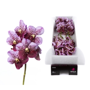 Vanda Divana Pink Mahogany