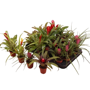 BROMELIA GEM