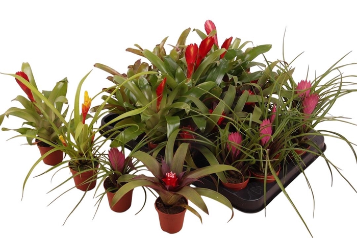 <h4>BROMELIA GEM</h4>