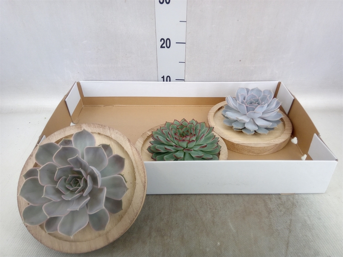 <h4>Arr.  Succulents L%</h4>