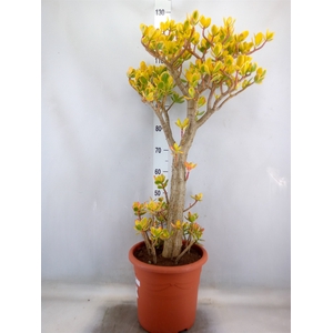 Crassula ovata 'Sunset'