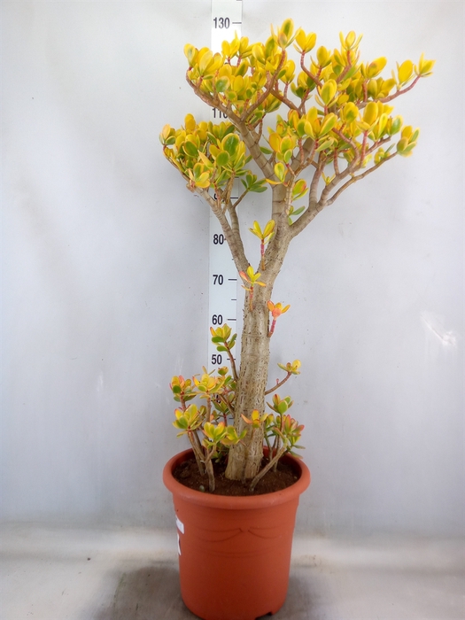 <h4>Crassula ovata 'Sunset'</h4>