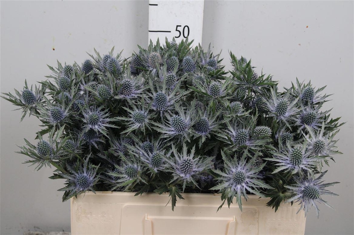 <h4>Eryn Orion Qstar</h4>