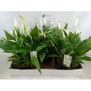 Arr.  Spathiphyllum  L%