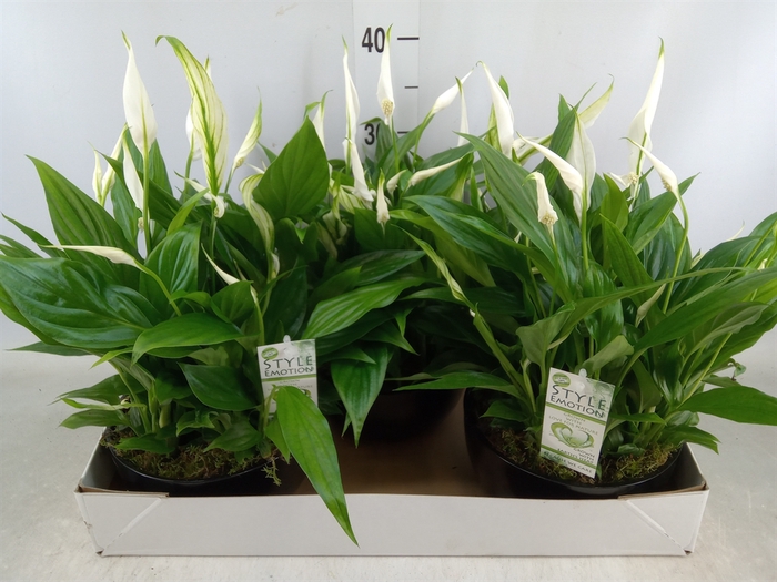 <h4>Arr.  Spathiphyllum  L%</h4>