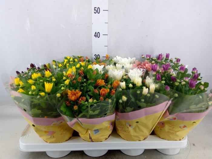 <h4>Chrysanthemum   ..mix 7</h4>