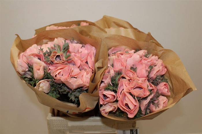 <h4>Anem Marianne Powder Salmon</h4>