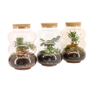 90692: Terrarium arrangement