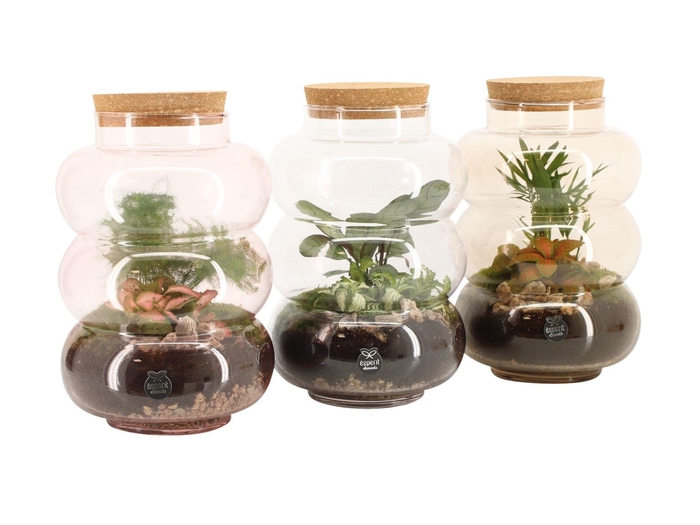 <h4>90692: Terrarium arrangement</h4>