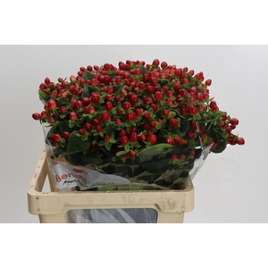 Hypericum Magical Triumph