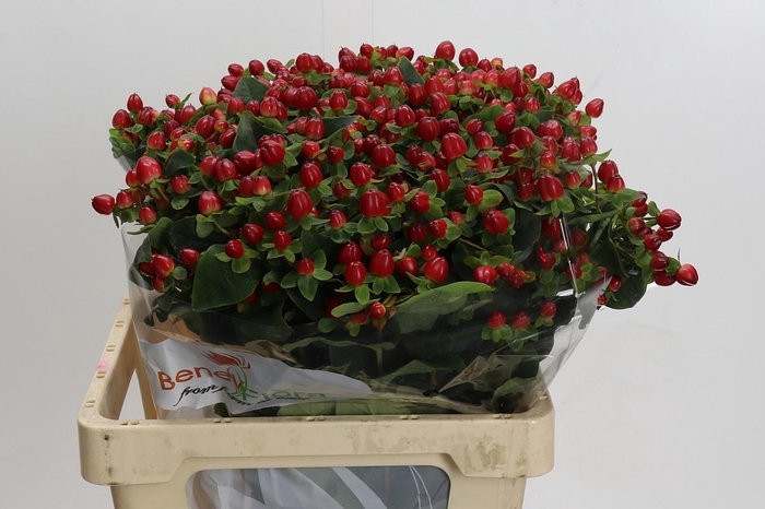 <h4>Hypericum Magical Triumph</h4>