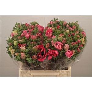 Anemone Mistral Shocking Pink