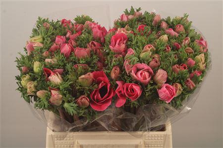 <h4>Anemone Mistral Shocking Pink</h4>