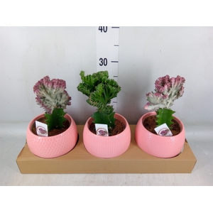 Euphorbia   ...mix
