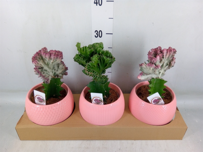 <h4>Euphorbia   ...mix</h4>
