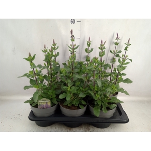 Salvia nemorosa