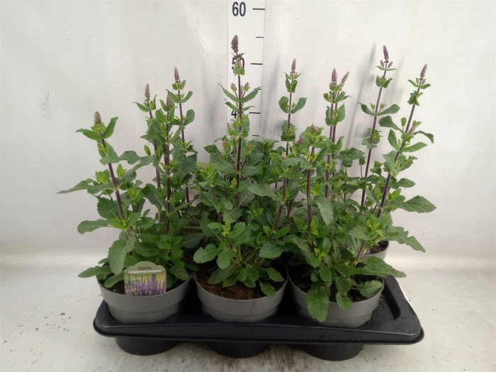 <h4>Salvia nemorosa</h4>