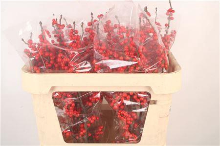 <h4>Ilex Verticilata Red</h4>