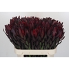 Leucadendron Saf Sunset Dark R.