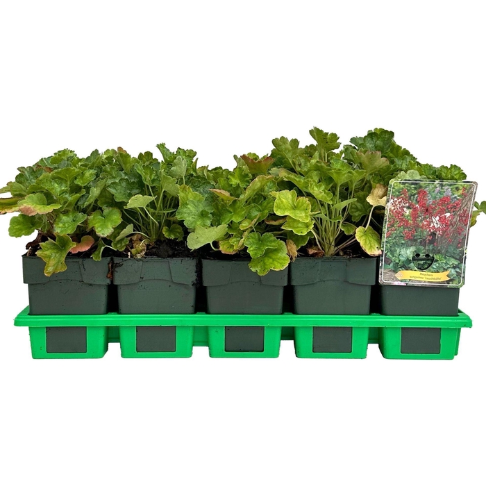 <h4>Heuchera sanguinea Leuchtkaefer</h4>
