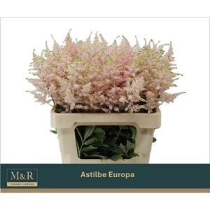 Astilbe Europa