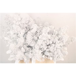 Skim Ov Bs Klb White