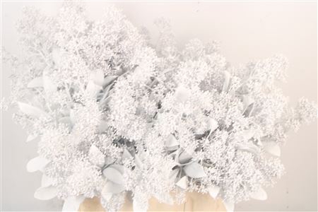 <h4>Skim Ov Bs Klb White</h4>