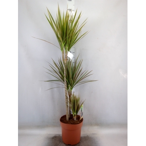 Dracaena marg. 'Bicolor'