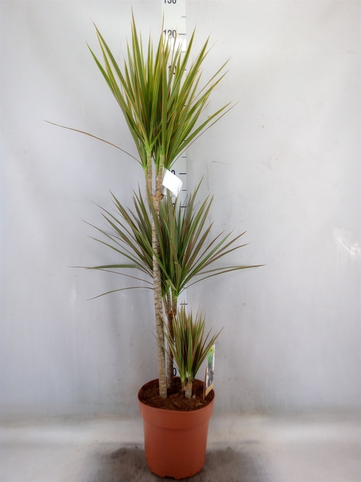 <h4>Dracaena marg. 'Bicolor'</h4>