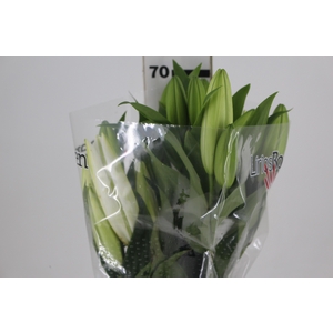 LIRIO SARONNO 070 CM