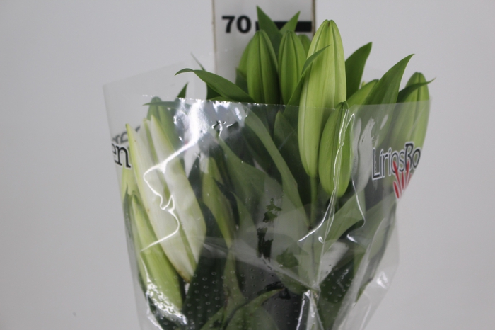 LIRIO SARONNO 070 CM