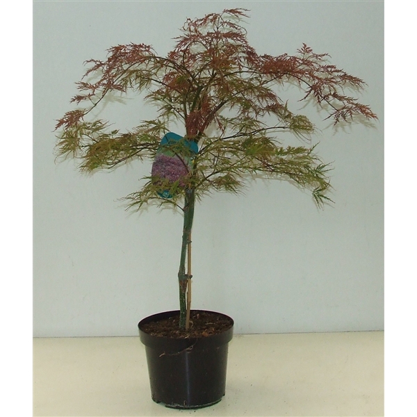 <h4>Acer palmatum 'Inaba-shidare' P23</h4>
