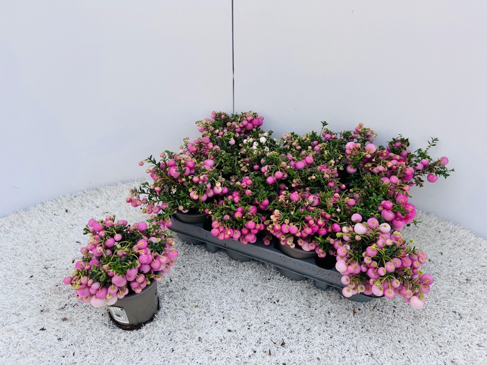 <h4>Gaulth Mucronata</h4>