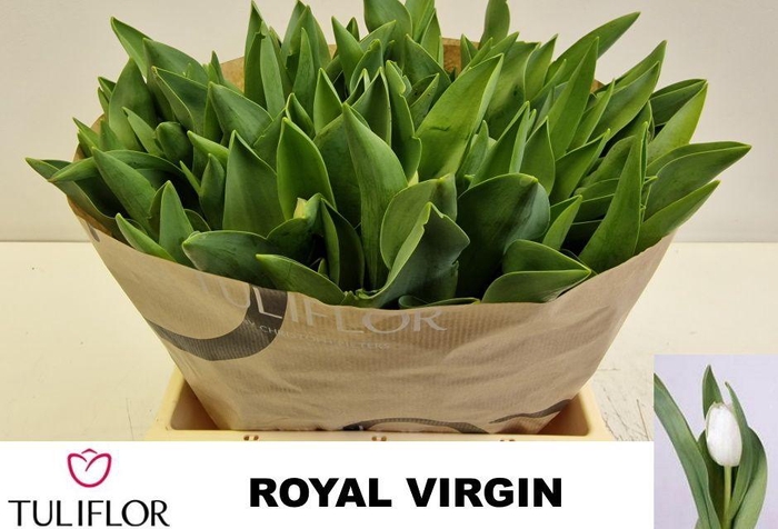 <h4>TU EN ROYAL VIRGIN</h4>