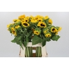 Helianthus Orange Fire